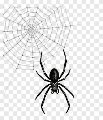 Black Spider On A Web PNG