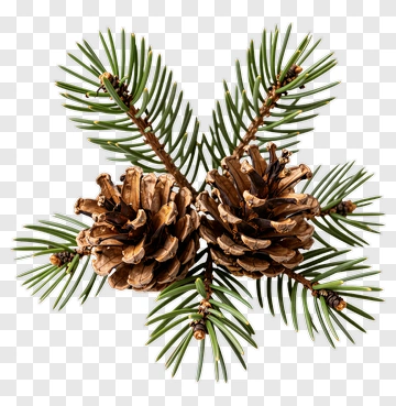 Pine Cones On Green Pine Branches PNG