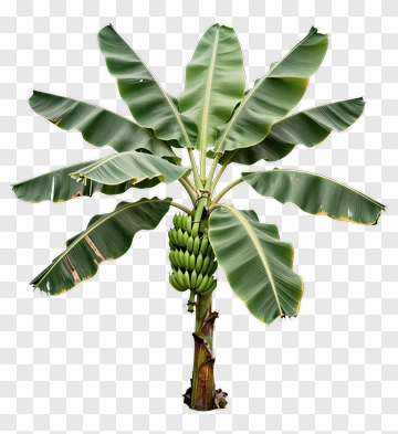 Banana Tree With Green Bananas PNG