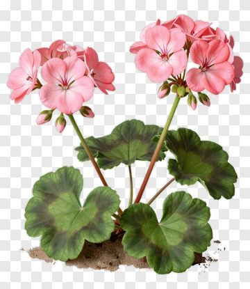 Pink Geranium Flower With Green Leaves PNG