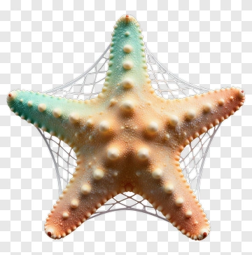 Starfish In A Net PNG