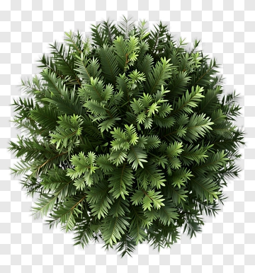 Green Pine Tree PNG
