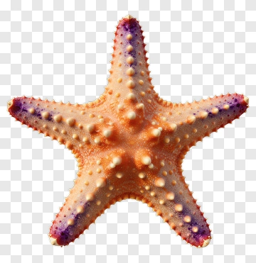 Starfish On Transparent Background PNG