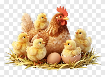 Hen With Chicks And Eggs PNG