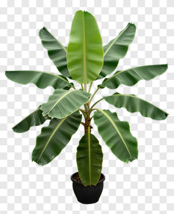 Banana Plant With Large Green Leaves PNG
