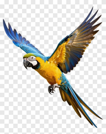 Colorful Macaw Flying PNG