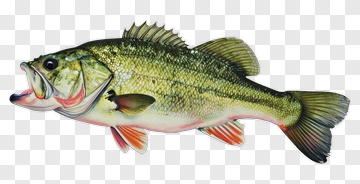 Bass Fish Swimming PNG