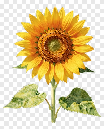 Sunflower With Green Leaves PNG