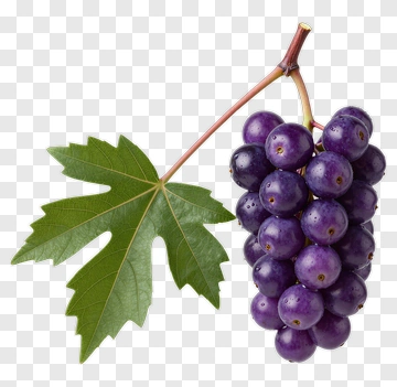 Bunch Of Purple Grapes With Leaf PNG