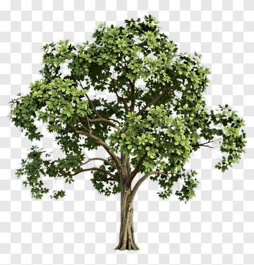 Realistic Green Tree PNG