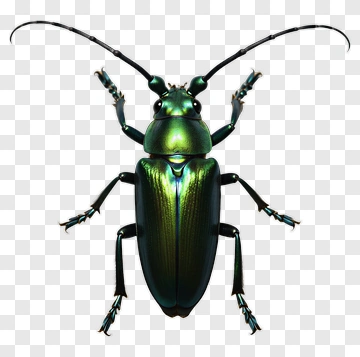 3D Green Beetle PNG