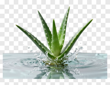 Aloe Vera Plant In Water Splash PNG