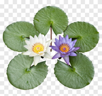White And Purple Water Lilies On Green Leaves PNG