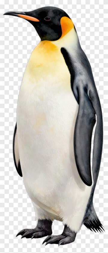 Emperor Penguin Standing PNG