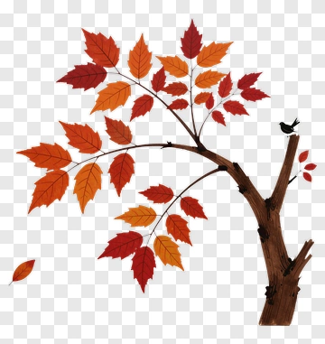 Autumn Tree With Colorful Leaves PNG