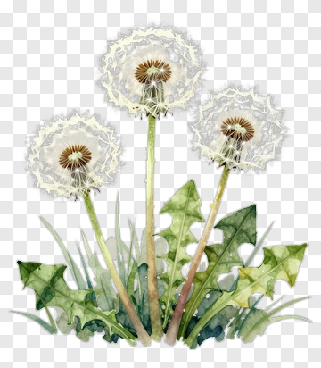 Watercolor Dandelion Flowers PNG