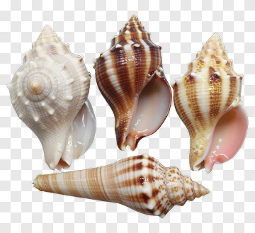 Collection Of Seashells PNG