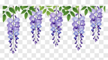 Watercolor Wisteria Flowers PNG