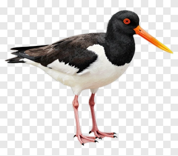 Oystercatcher Bird Standing PNG