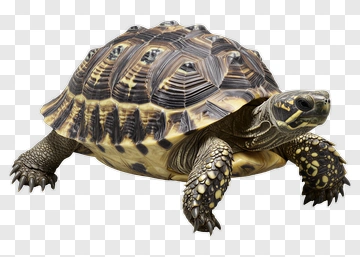 Tortoise On A White Background PNG