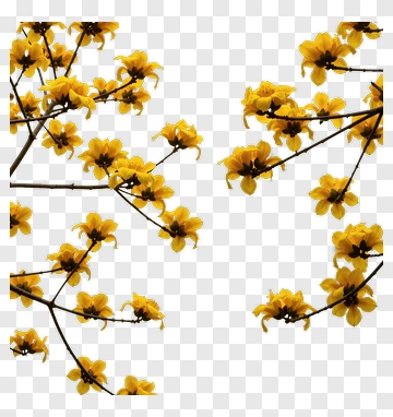 Yellow Flowering Branches PNG