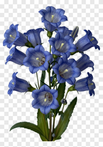 Blue Bell Flower Bouquet PNG