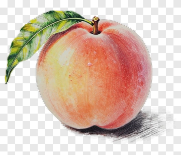 Peach With Leaf PNG