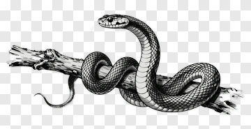 Snake Coiled On A Branch PNG