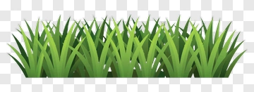 Green Grass PNG