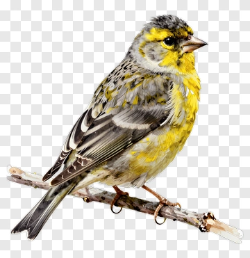 Yellow Bird Perched On A Branch PNG