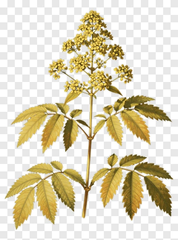Illustration Of A Flowering Plant With Leaves PNG