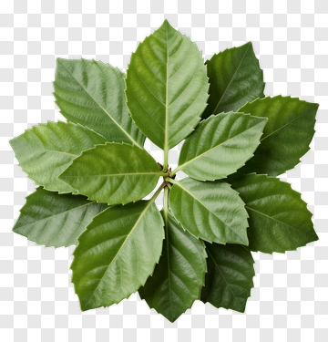 Green Leaf Arrangement PNG