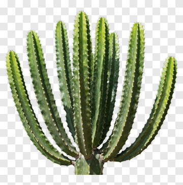 Cactus With Multiple Stems PNG