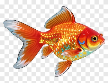 Colorful Goldfish With Vibrant Fins PNG