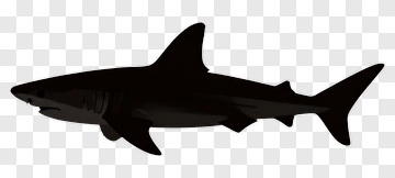 Black Shark Silhouette PNG