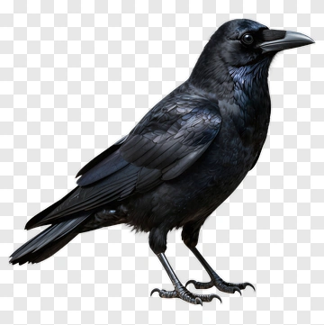 Realistic Black Raven PNG