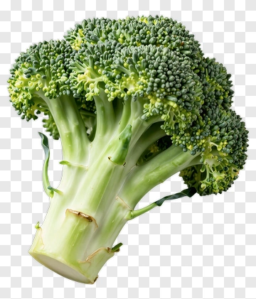 Fresh Broccoli PNG