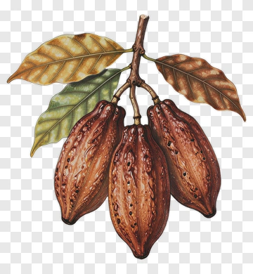 Cocoa Pods With Leaves PNG