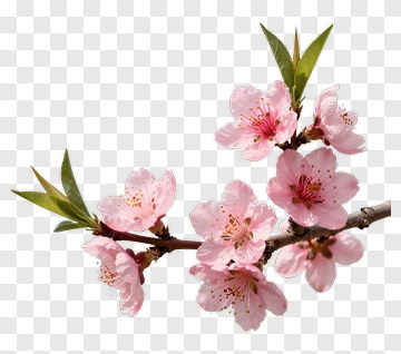 Cherry Blossom Branch With Pink Flowers PNG