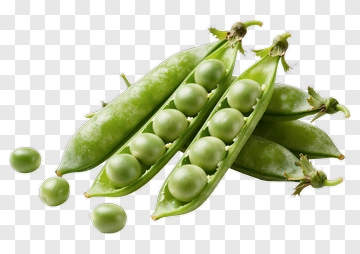 Fresh Green Peas In Pods PNG