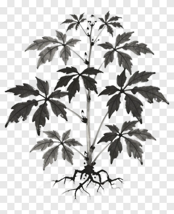 Black And White Plant Illustration PNG