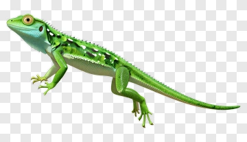 Green Lizard PNG