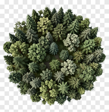 Dense Forest Of Various Trees PNG
