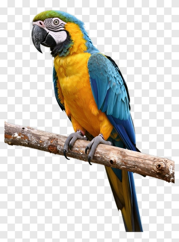 Blue And Yellow Macaw Perched On A Branch PNG