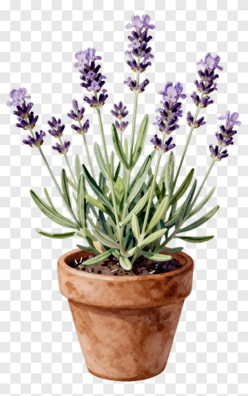 Watercolor Lavender Plant In Pot PNG