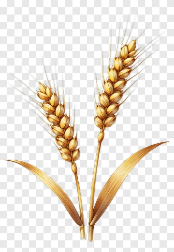 Golden Wheat Ears PNG