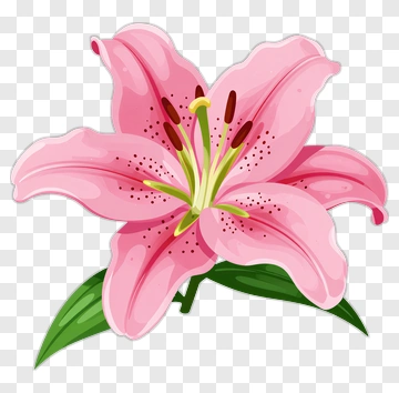 Pink Lily Flower PNG