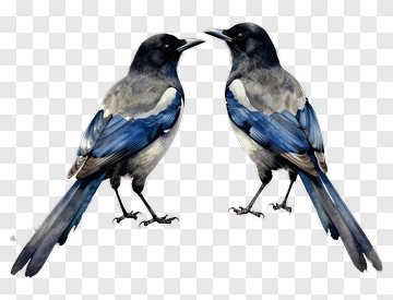 Blue Jay Birds Facing Each Other PNG
