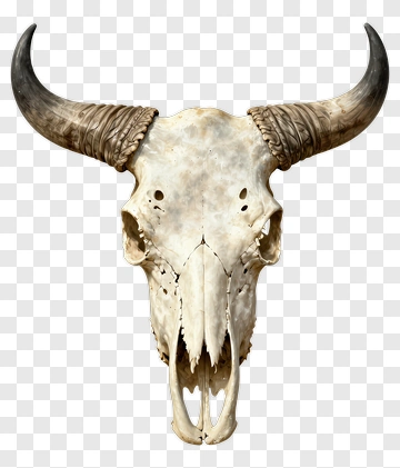 Buffalo Skull With Horns PNG