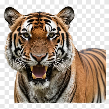 Tiger With Open Mouth PNG
